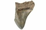 Partial Megalodon Tooth - Serrated Blade #187801-1